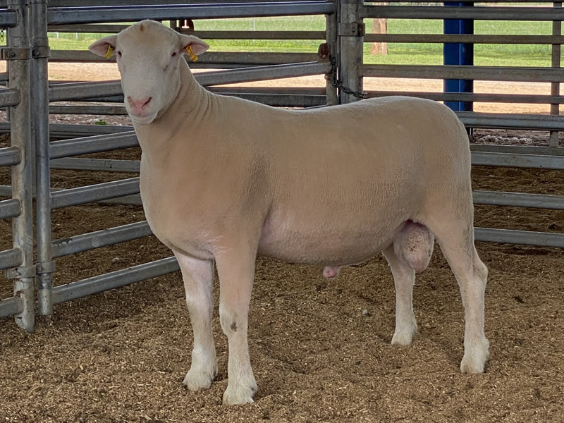 Aberdeen Keeper Ram 210306
