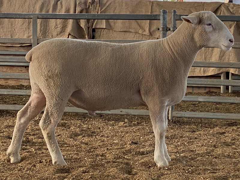 Hovell Keeper Ram 210445