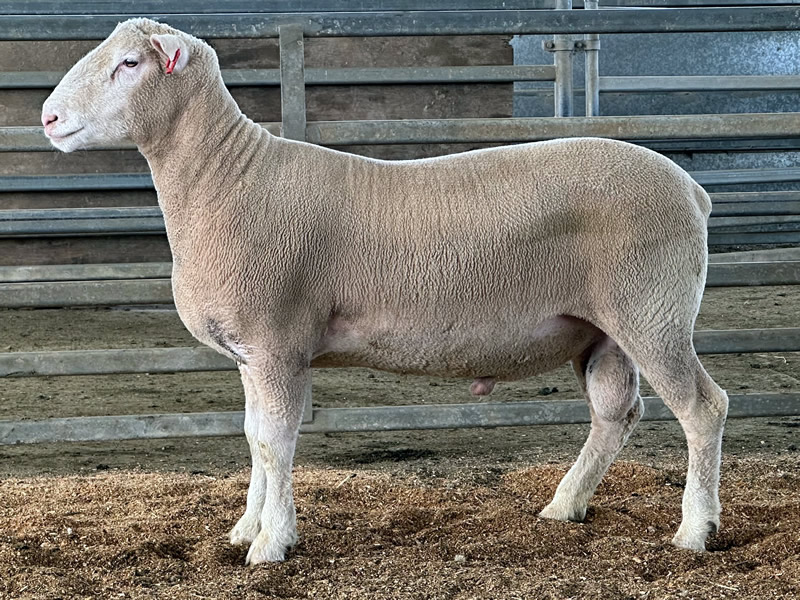 Lot 10 2023 Sale A220493