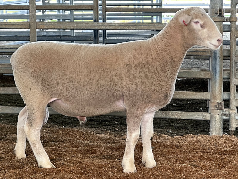 Lot 2 2023 Sale A220068