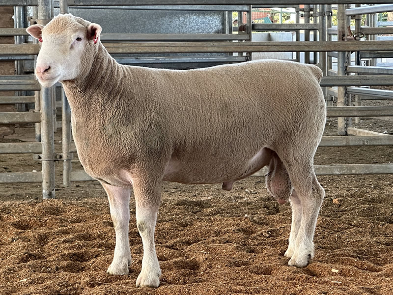 Lot 3 2023 Sale A220079