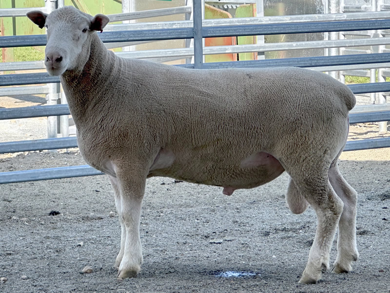 Lot 4 2023 Sale A220097