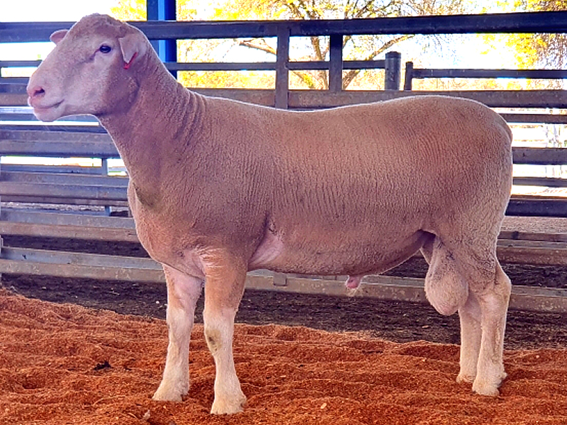 Lot 5 2023 Sale A220183