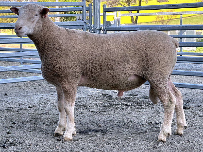 Lot 6 2023 Sale A220195