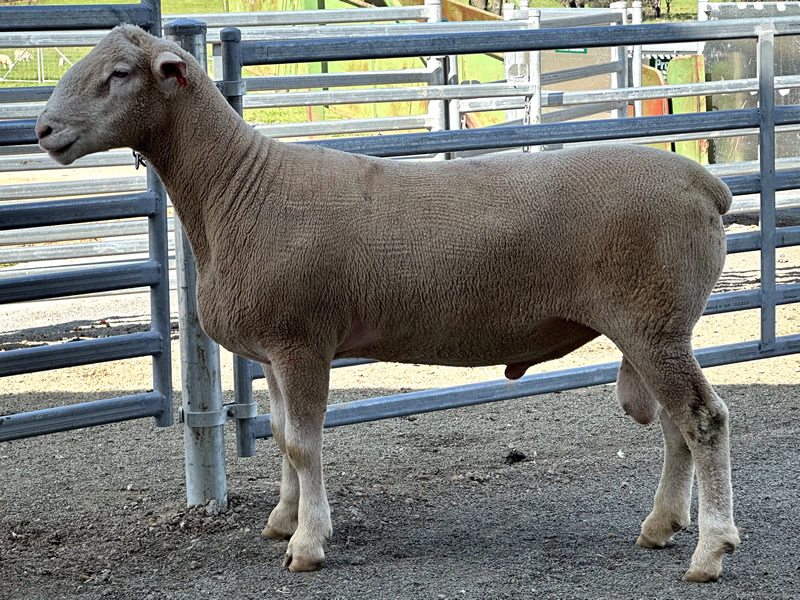 Lot 7 2023 Sale A220212