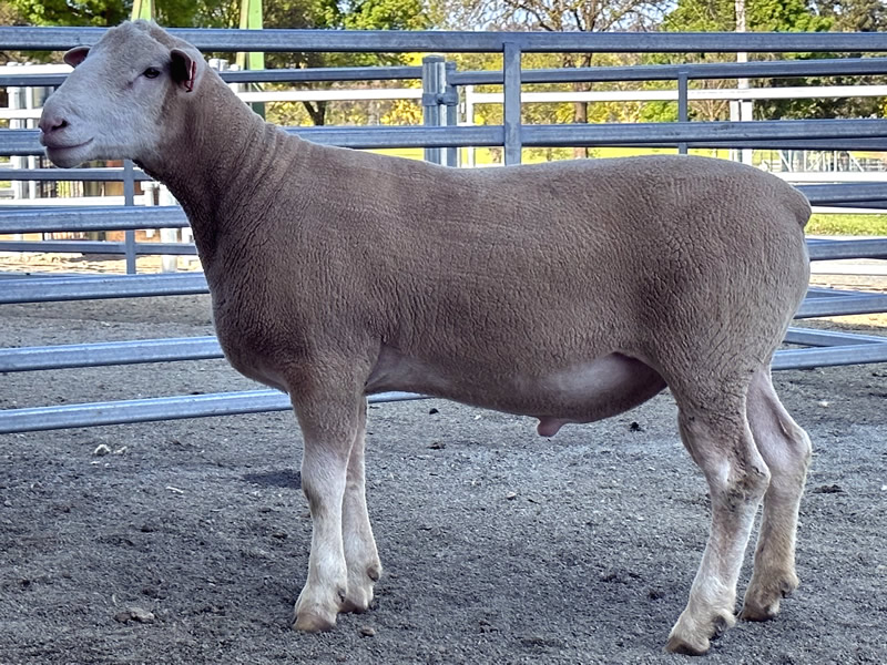 Lot 8 2023 Sale A220288