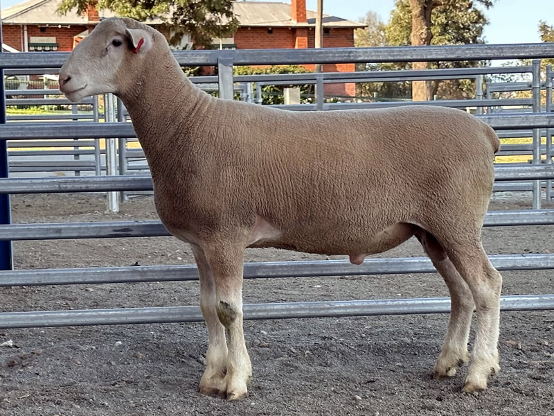Lot 9 2023 Sale A220384