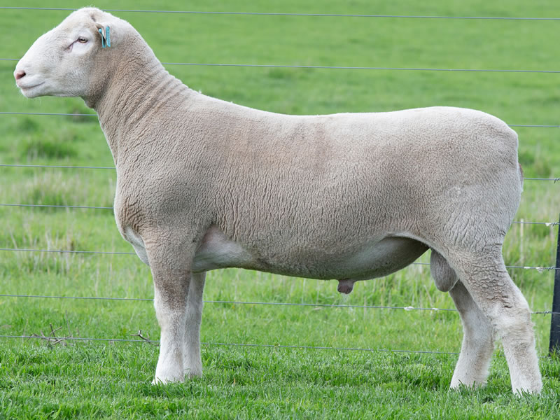 Keeper Ram I230025