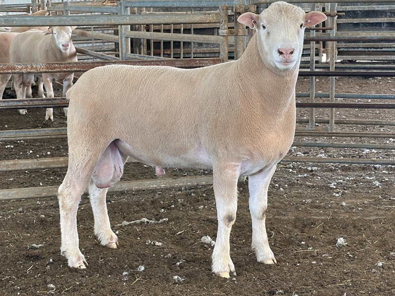 Lot 1 Aberdeen Ram Sale 2026