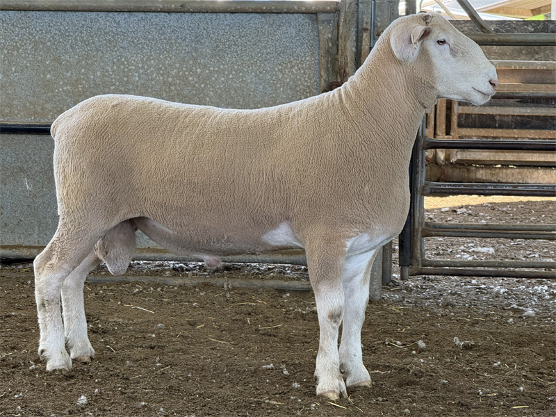 Lot 10 Aberdeen Ram Sale 2026