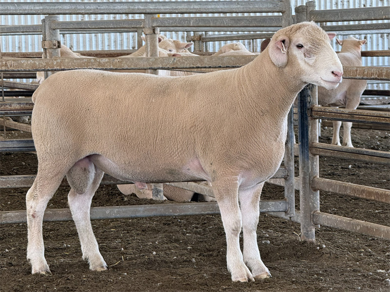 Lot 11 Aberdeen Ram Sale 2026