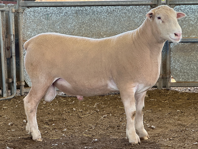 Lot 12 Aberdeen Ram Sale 2026