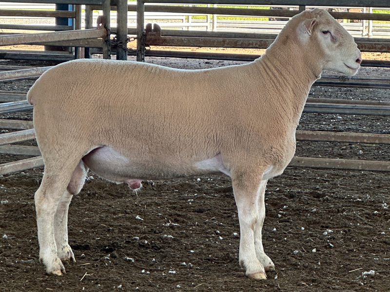 Lot 2 Aberdeen Ram Sale 2026
