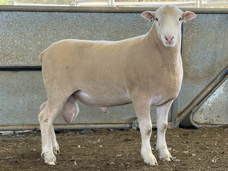 Lot 3 Aberdeen Ram Sale 2026