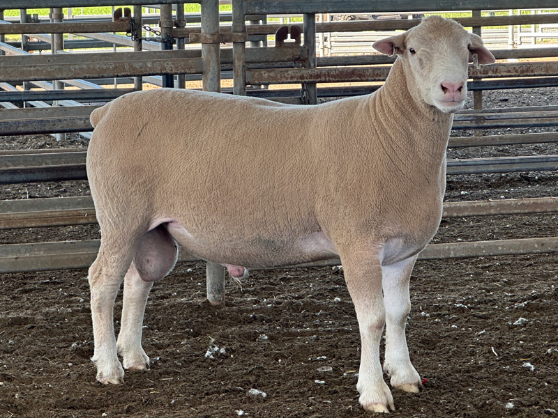 Lot 4 Aberdeen Ram Sale 2026