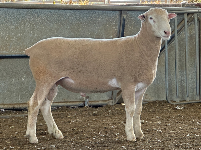 Lot 5 Aberdeen Ram Sale 2026