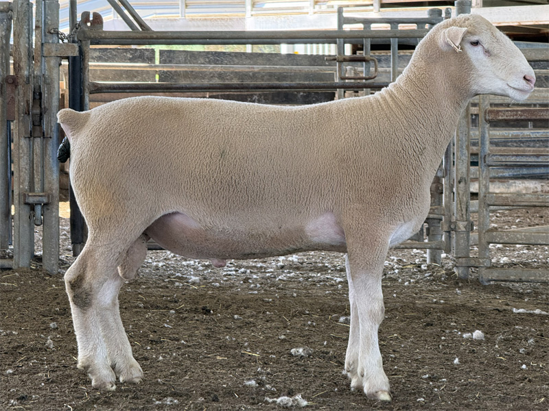 Lot 6 Aberdeen Ram Sale 2026