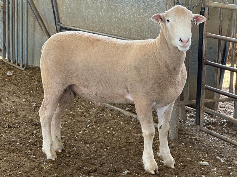 Lot 7 Aberdeen Ram Sale 2026