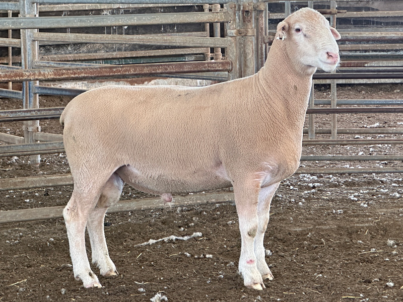 Lot 8 Aberdeen Ram Sale 2026
