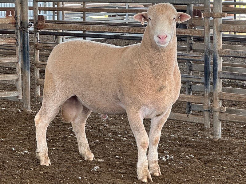 Lot 9 Aberdeen Ram Sale 2026